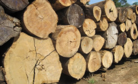 A primit amendă usturătoare după ce a tăiat ilegal 42 de copaci