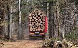Мнение В Молдове слабый контроль за вырубкой леса