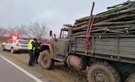 Aсțiuni ferme împotriva tăierilor ilegale de arbori la Nisporeni