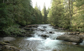 Экосистема реки Прут будет возрождена