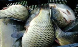 ANSA предупреждает не пренебрегайте этими советами при покупке рыбы