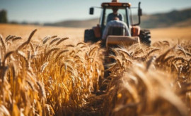 В Молдове будут созданы сельскохозяйственные палаты