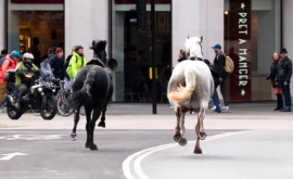Сбежавшие лошади из Королевской гвардии в Лондоне что с ними стало