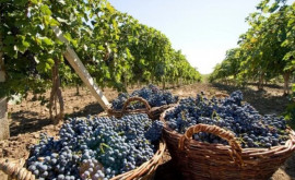 Грамотная защита винограда от болезней