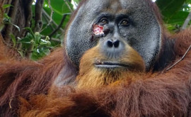 Орангутанга запечатлели за обработкой своей раны лекарственным растением 