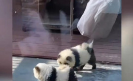 O grădină zoologică din China a transformat cățelușii în urși panda
