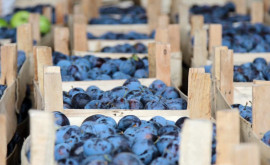 Cele mai multe prune importate de UE provin din Moldova