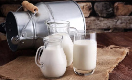 Сantitatea de lapte în fermele autohtone ar urma să depășească 160 de mii de tone