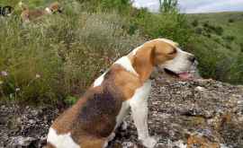 Хозяева пропавших собак объявили вознаграждение в 500 евро