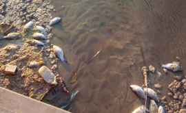 Примэрия остановит гибель рыбы в парке Валя Морилор