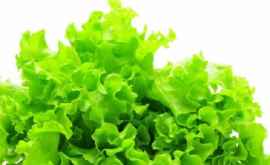 Почему полезно есть листья салата каждый день